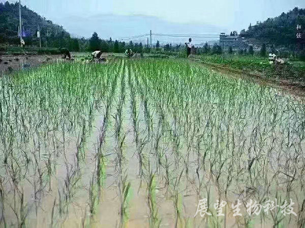 优质稻生产基地 优质稻生产基地